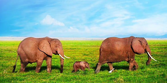 small_bg-elephants