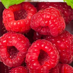 Raspberries: low carb fruit 