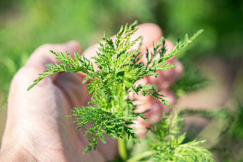 Artemisia annua Blätter