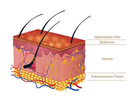 Skin Facts | Holistic Skin Care and Beauty - Colorplay | Colorplay ...