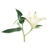 White Lily Extract