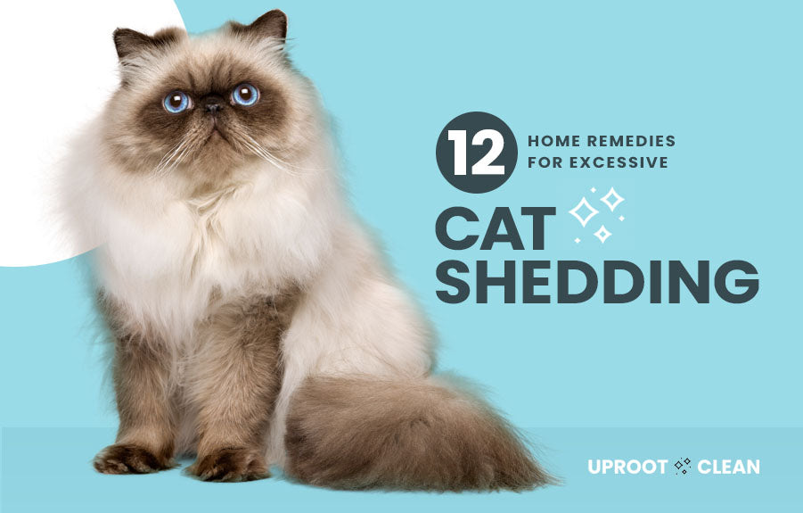 12 Home Remedies for Excessive Cat Shedding
