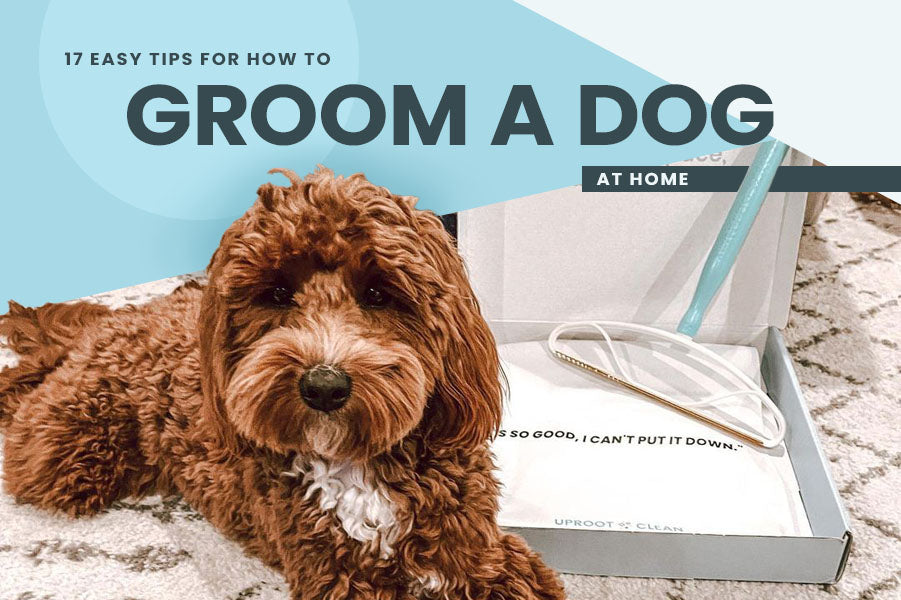 17 Easy Tips for How to Groom a Dog at Home
