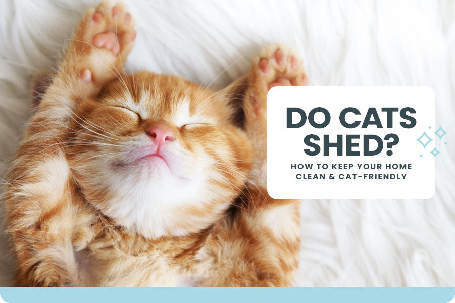 Do Cats Shed? How to Keep Your Home Clean and Cat-Friendly