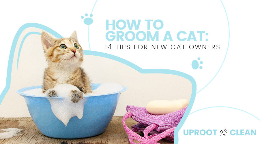 How to Groom a Cat: 14 Tips for New Cat Owners