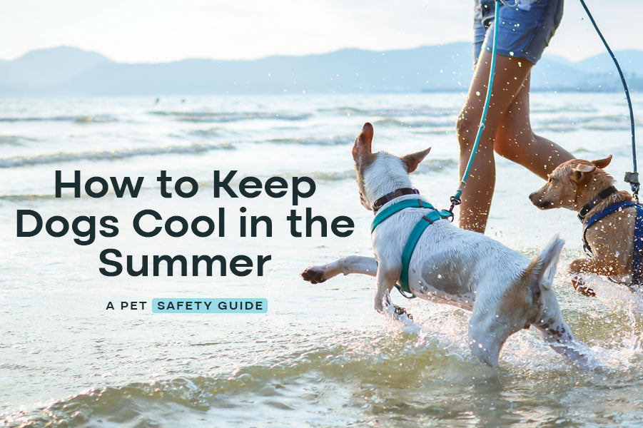 How to Keep Dogs Cool in the Summer: A Pet Safety Guide
