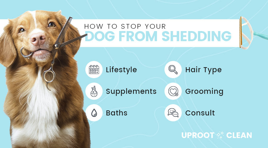 How to Stop Your Dog From Shedding