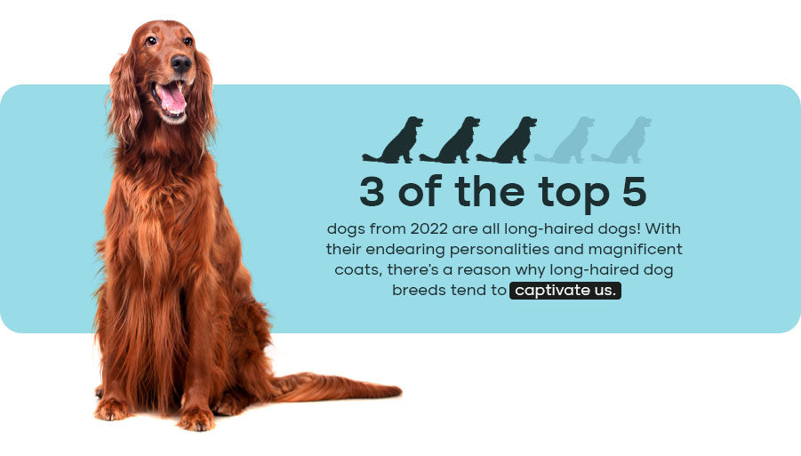 Popular Long-Haired Dog Breeds