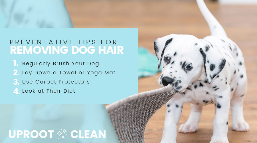 Preventative Tips for Reducing Dog Hair