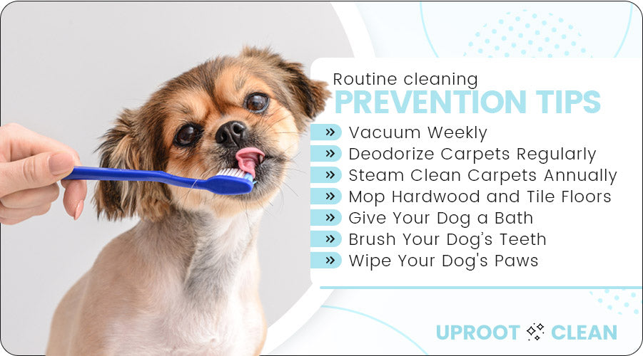 Routine Cleaning to Prevent Your Home from Smelling Like Dog