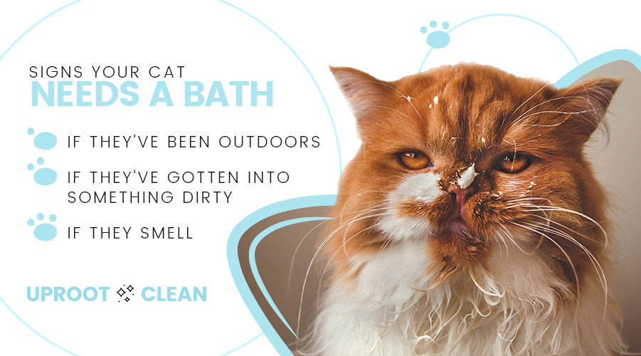 Signs Your Cat Needs a Bath