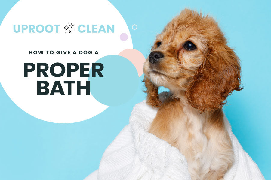 The Uproot Guide: How to Give a Dog a Proper Bath