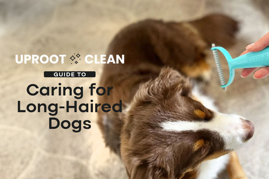 The Uproot Guide to Caring for Long-Haired Dogs