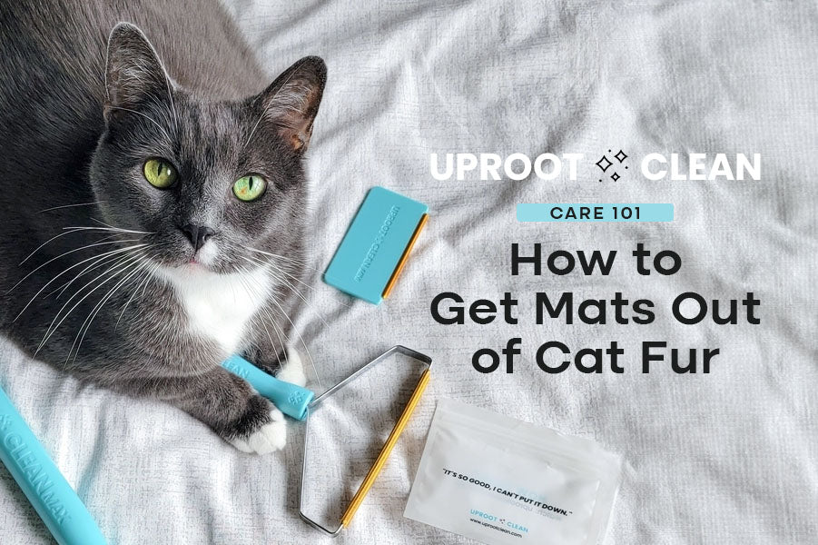 Uproot Care 101: How to Get Mats Out of Cat Fur