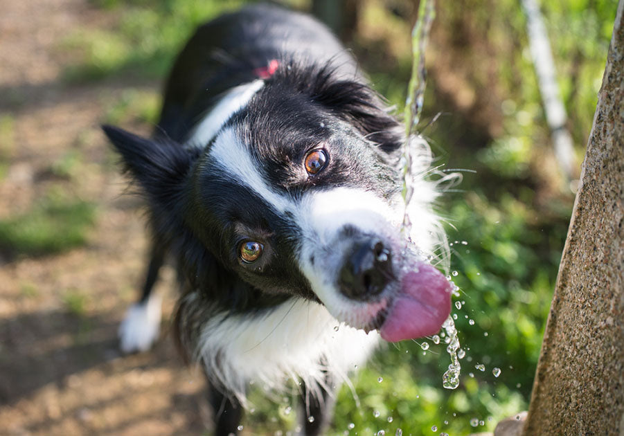 border collie drinks from fountain