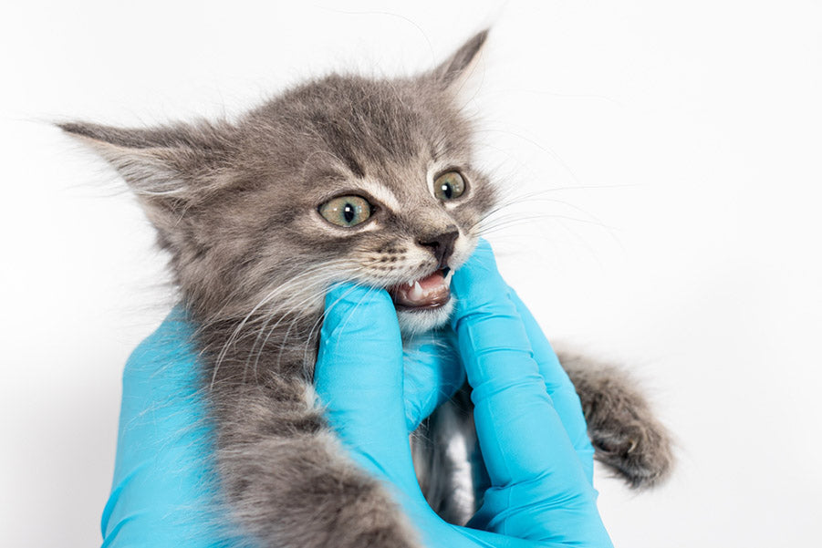 checking cats teeth