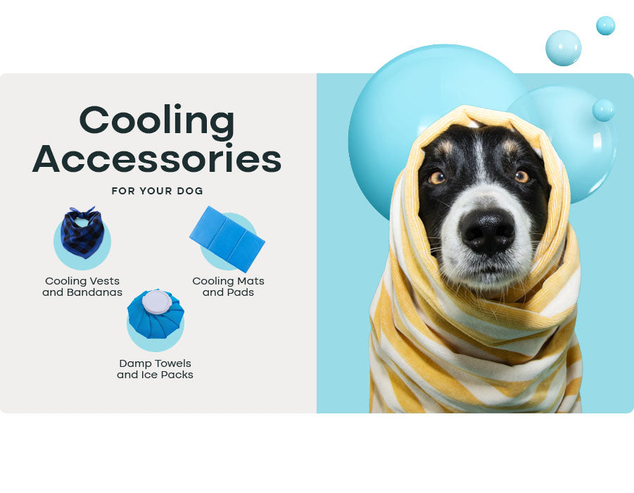 cooling accessories for your dog