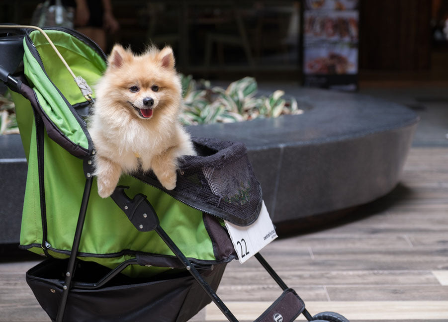 dog in stroller