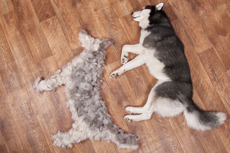 pair of long-haired dogs lying on floor