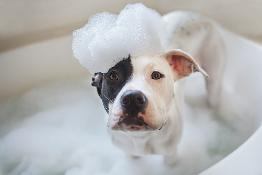 dog taking bath