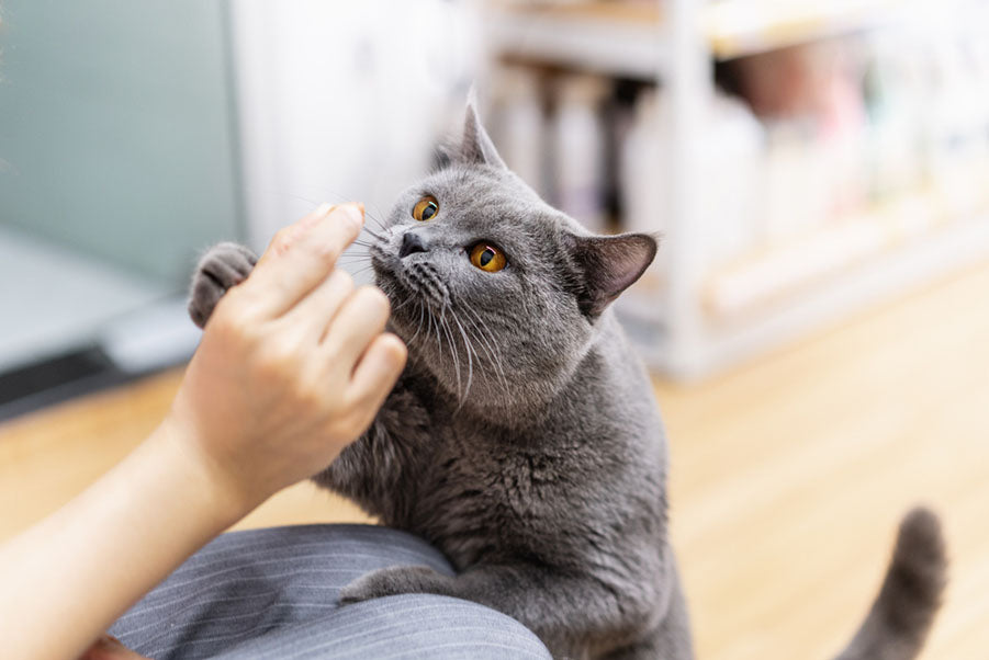 feeding cat treat