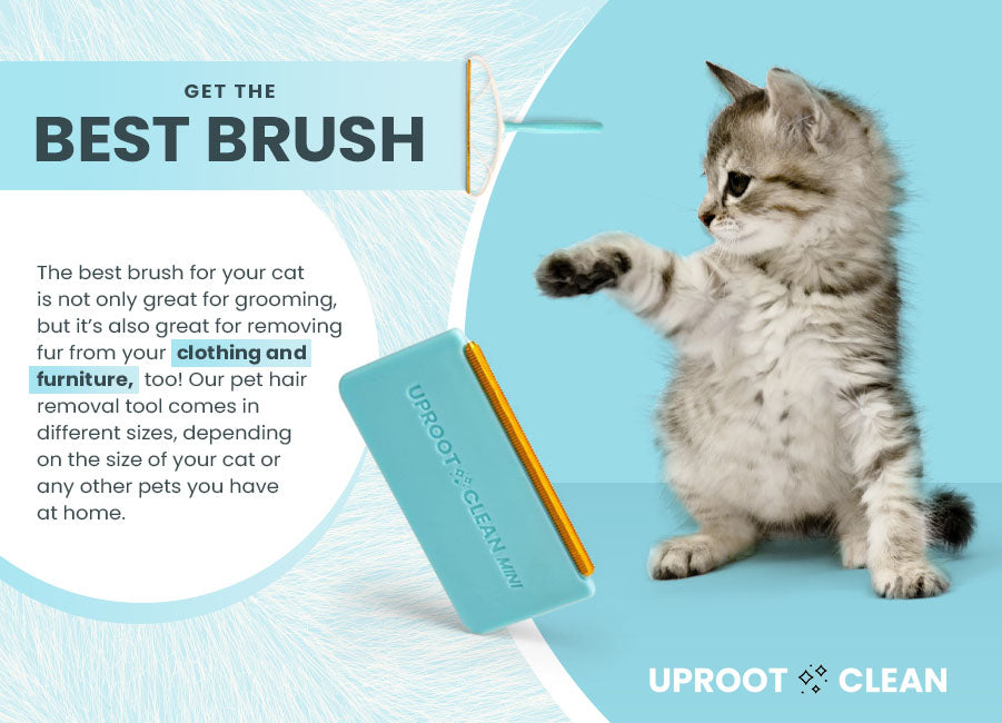 get the best brush