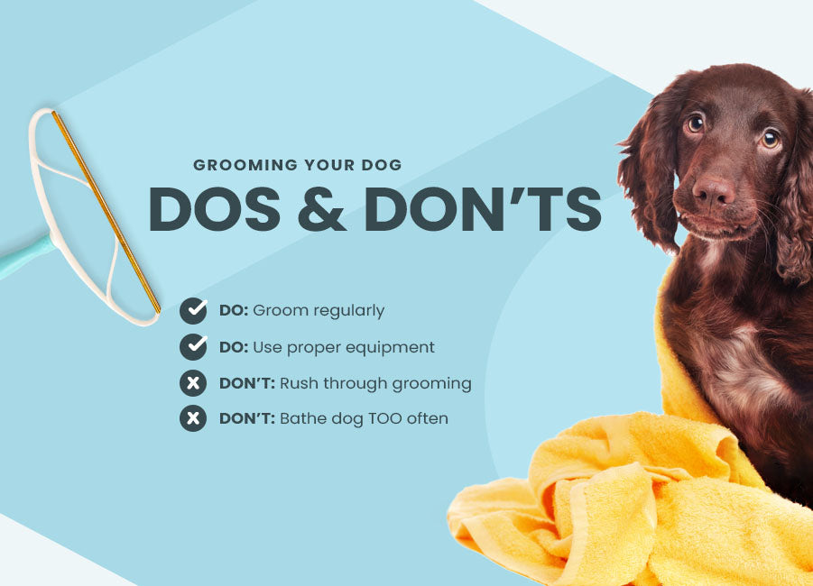 grooming your dog dos and donts