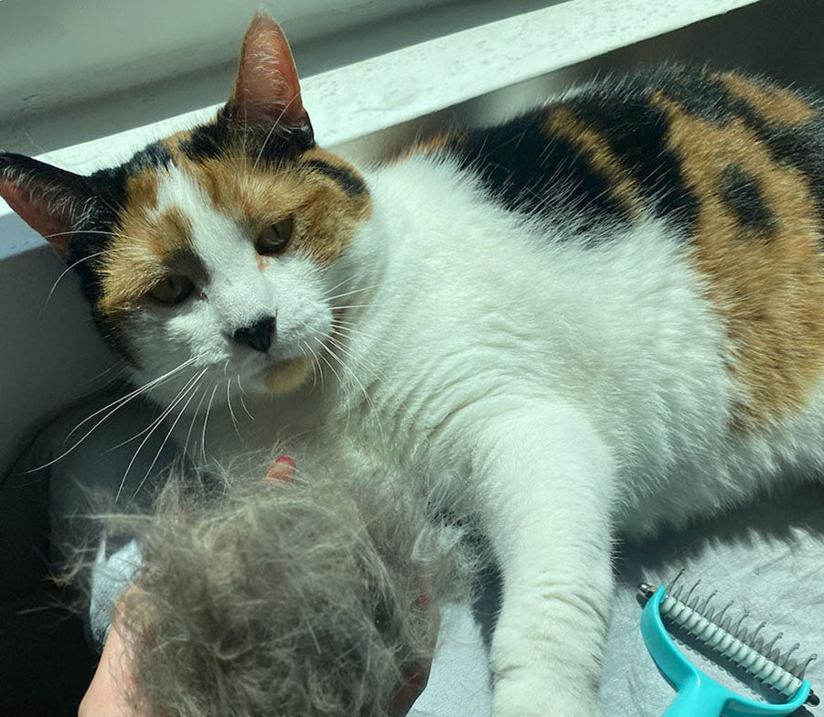 hand holding hairball near cat