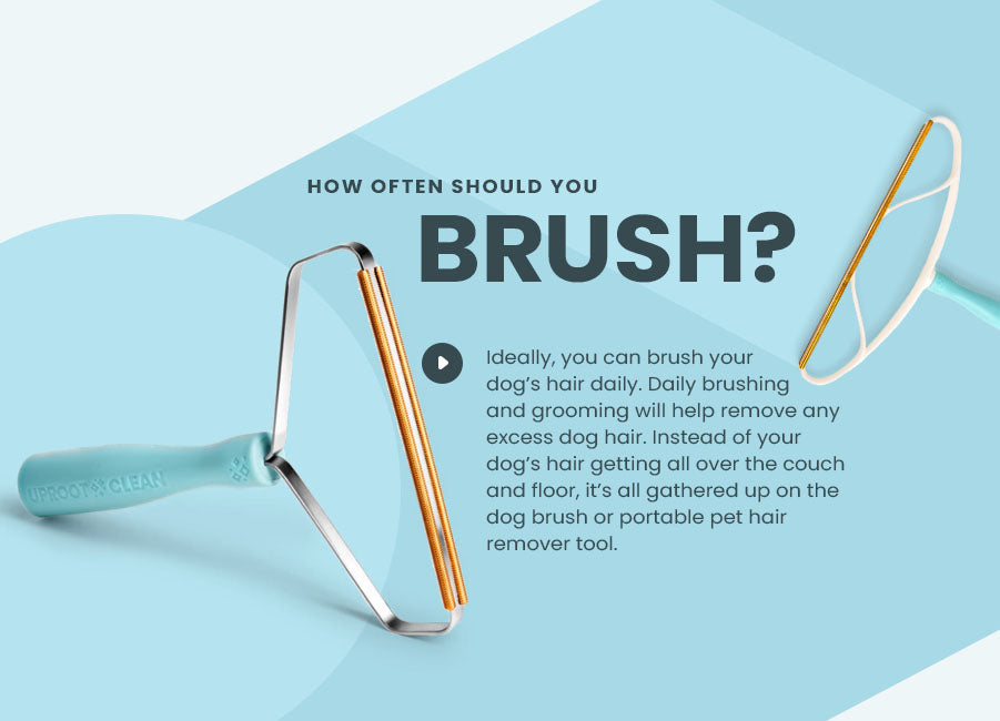 how often should you brush