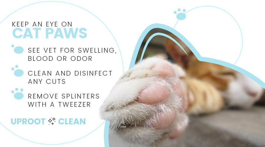 Identifying Healthy Cat Paws