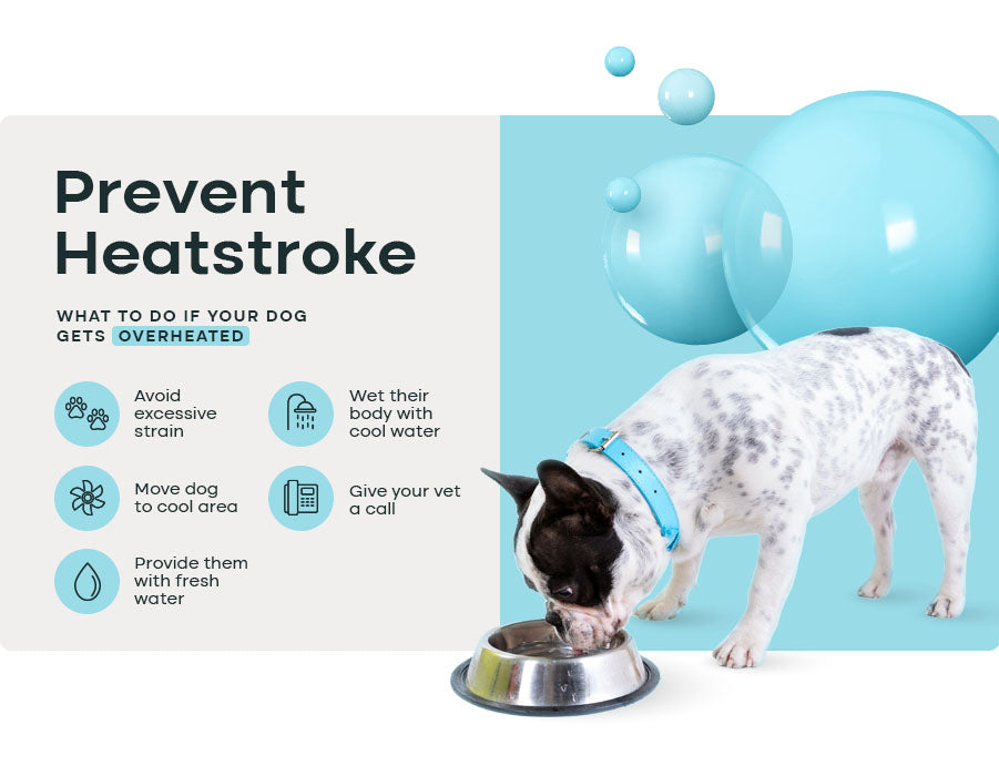 preventing heatstroke if dog gets overheated