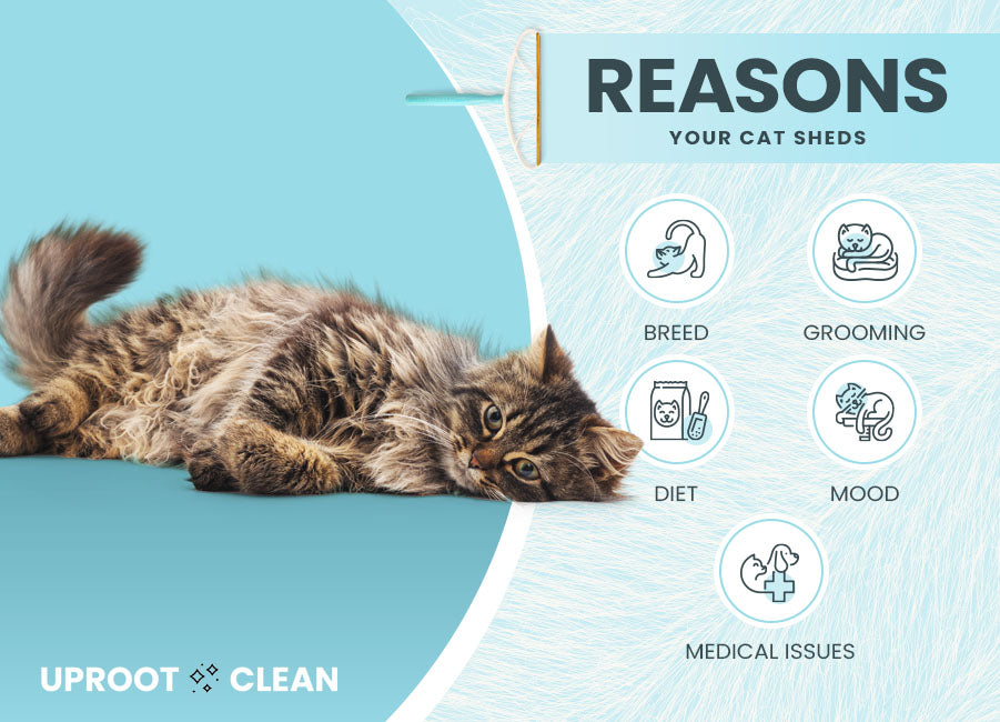 reasons your cat sheds