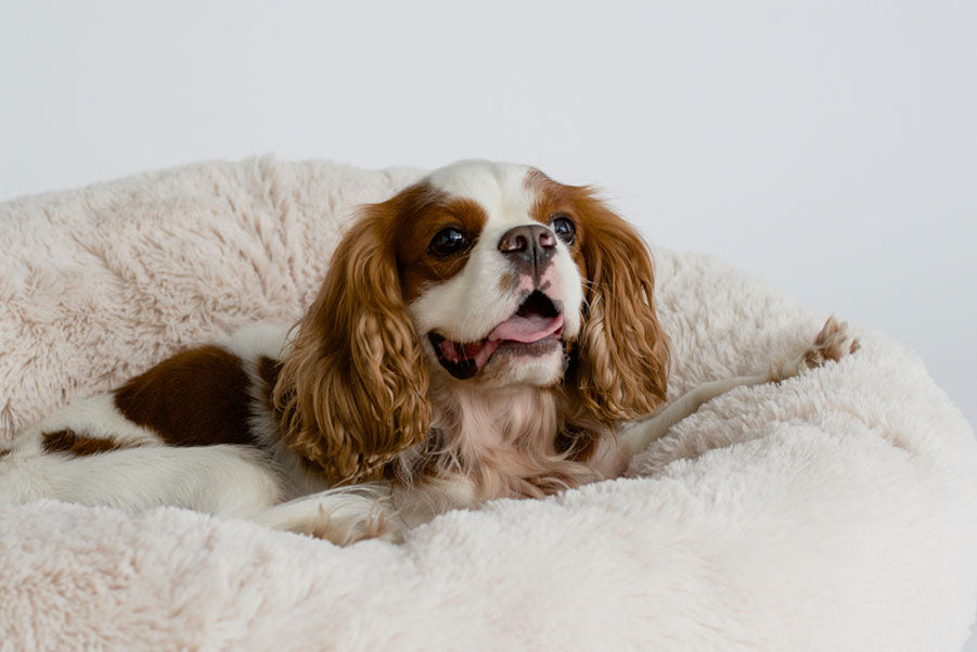 spaniel on cushion