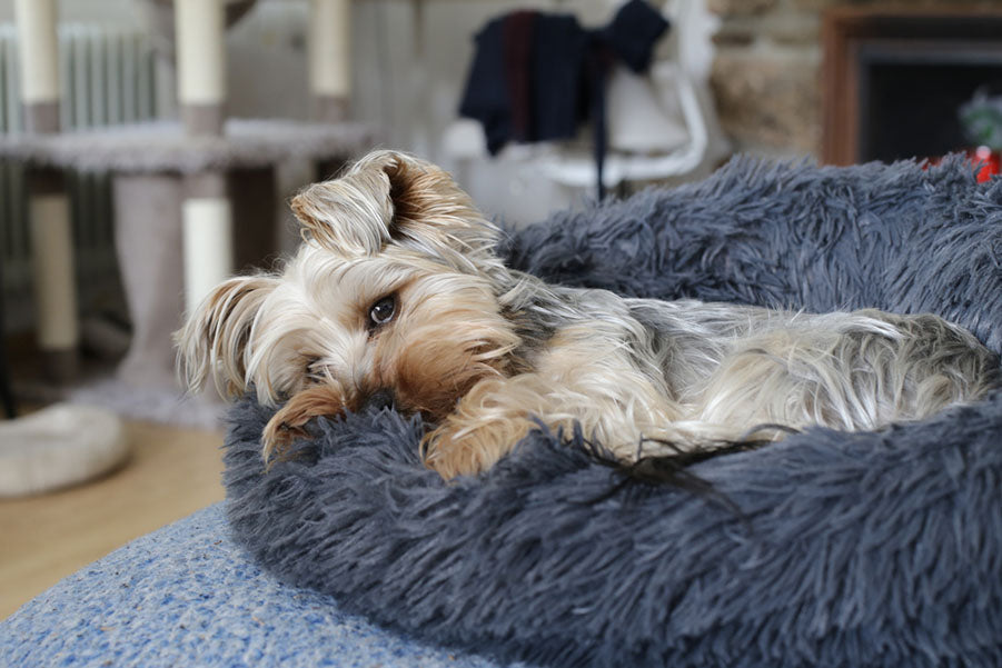 terrier sleeping on blue dog bed