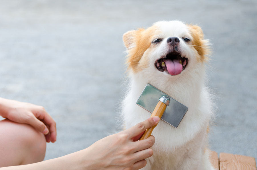 woman brushing her dog