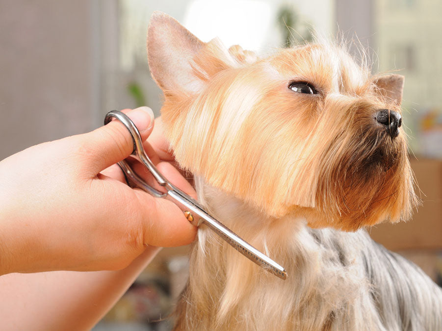 yorkshire terrier getting his hair cut