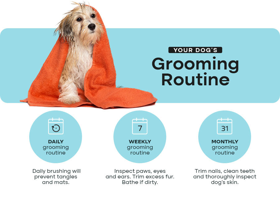 Your Dog’s Grooming Routine