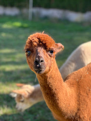 Ein flauschiges und braunes Alpaka wie Ennio ist ein Hingucker in der Herde