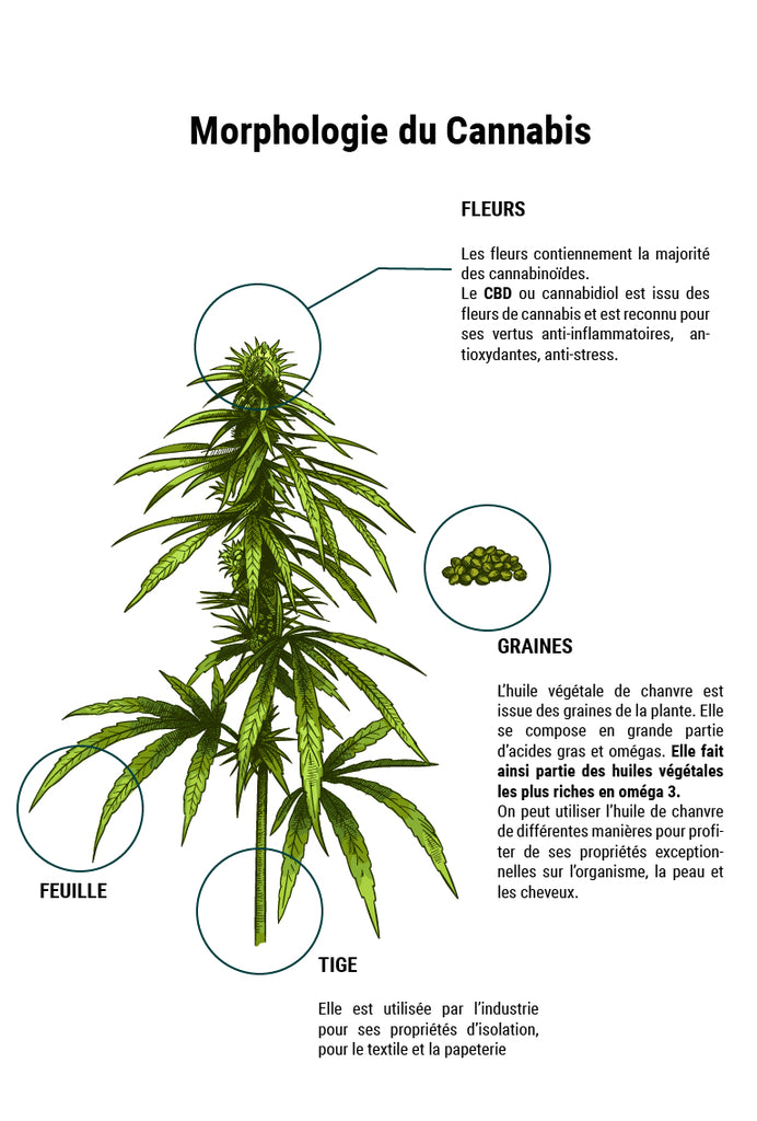 Botanique description cannabis 