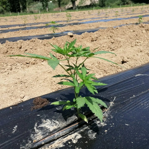 Carrément Chanvre -  Producteur de cannabis français - Plantation & Repiquage