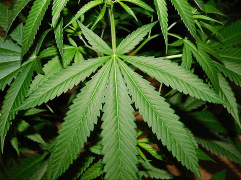 Marijuana Leaf HXC D8 Medusa