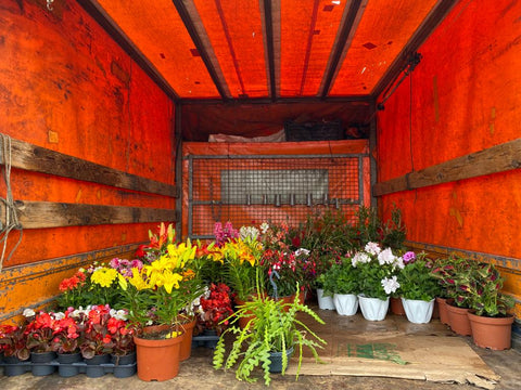 Plants for delivery in the orange Frigano van