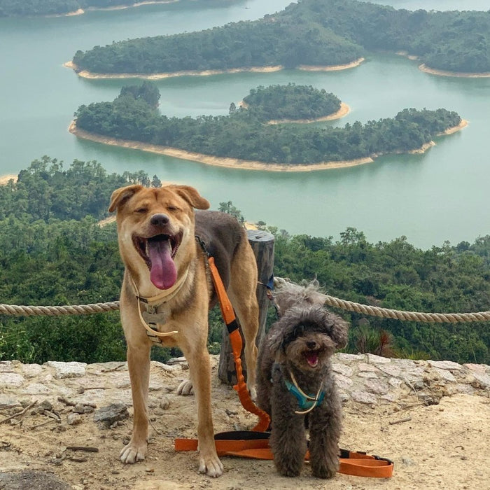 Getting to Know Milo & Soda: The Adoption Story of A Mix-Breed Dog