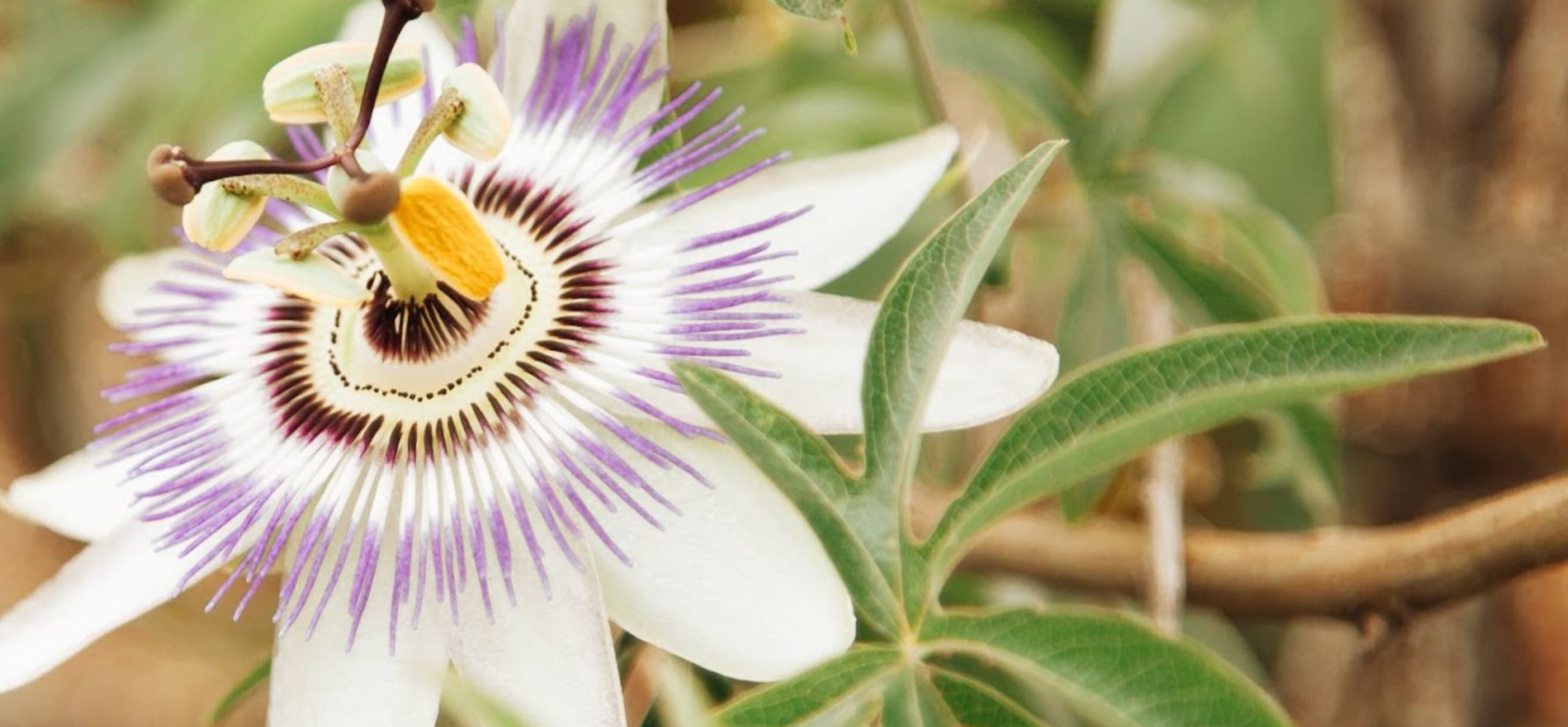 Close-up of purple and white passionflower