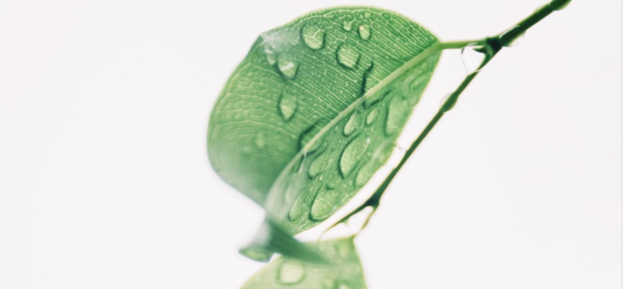 Clean leaf with water droplets