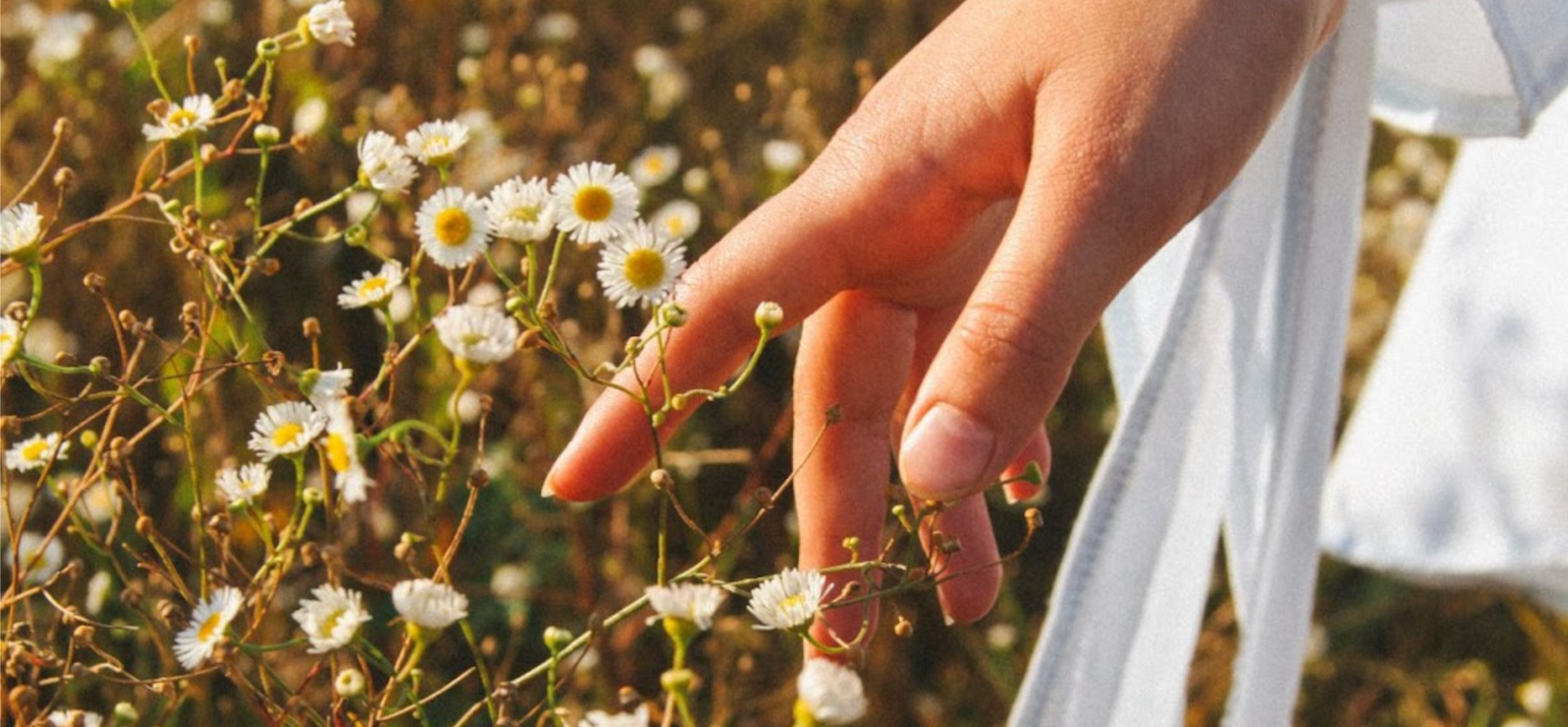 Close-up of a woman’s hand touching white flowers