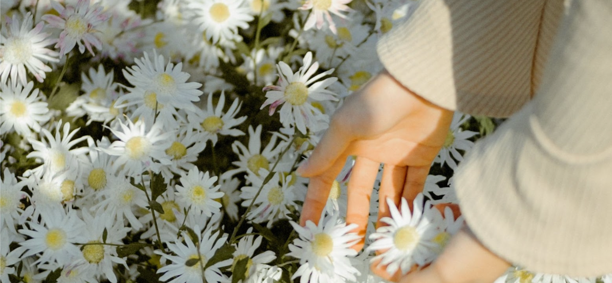 Woman’s hands reaching into a field of daisies