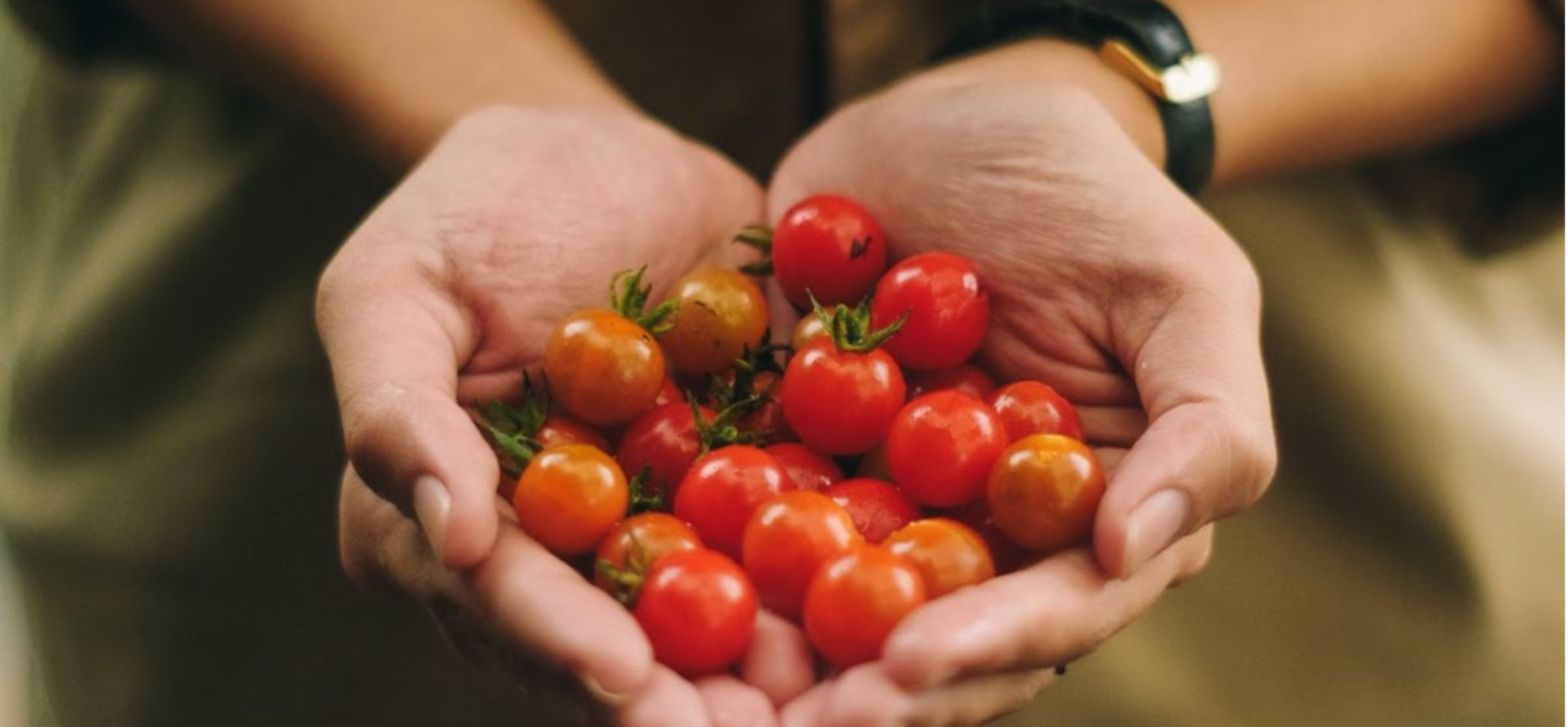 Person holding cherry tomatoes in their hands