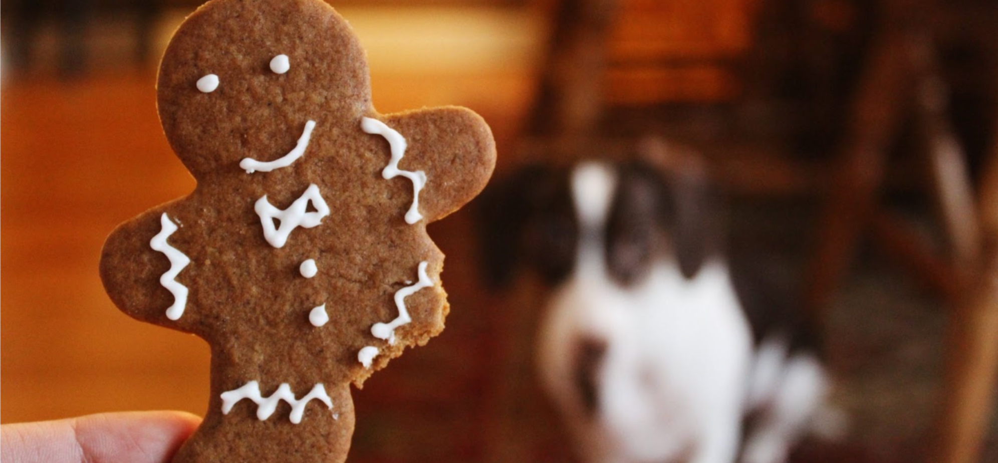 Half-eaten gingerbread man at Christmas
