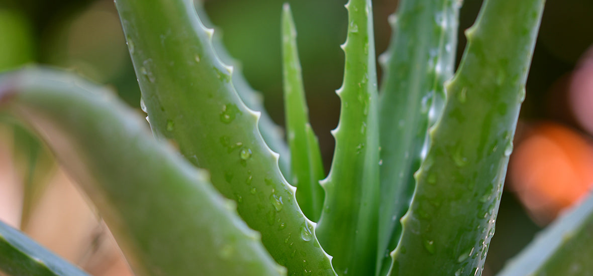 Aloe vera plant to boost collagen.
